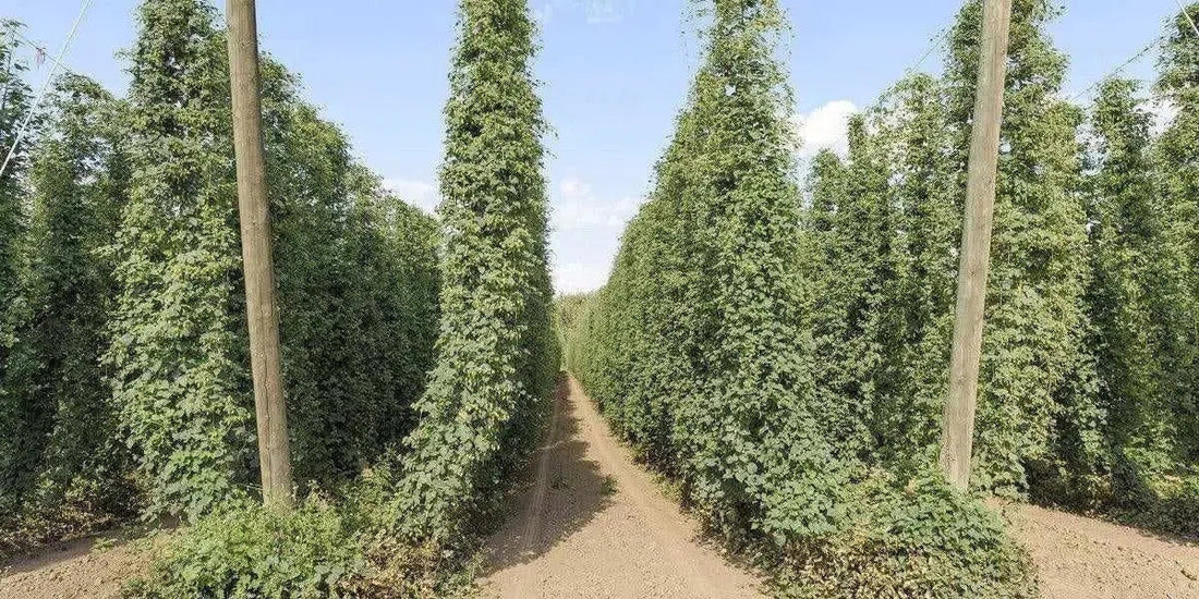 ¿Cómo se crean nuevos tipos de lúpulo?-Install Beer