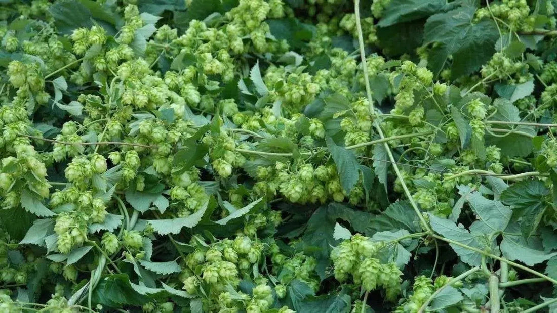 Historia del lúpulo en España-Install Beer